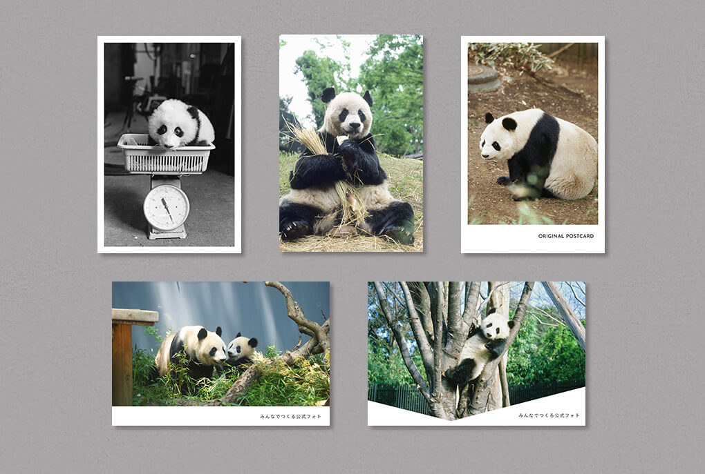上野動物園 ポストカードセット | MINTSUKU